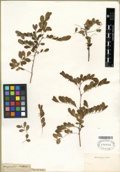Phyllanthus emblica Tropicos 100170197 (S).jpg