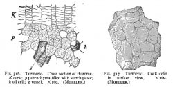 Winton - Curcuma longa Fig 516-7.png