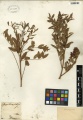 Glycyrrhiza glabra Tropicos 100253567.jpg