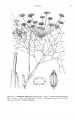 Foeniculum vulgare Tropicos 72972.jpg