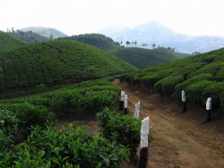 Tea plantation, Kerala, India (February 2009) 49475 orig.jpg