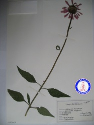 Echinacea purpurea (1) KA3502NSF2 A0751.jpg