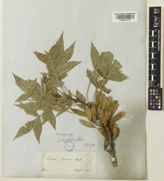 File:Fraxinus oxyphylla var. oligophylla Kew imageBarcode=K000901670 517297.jpg