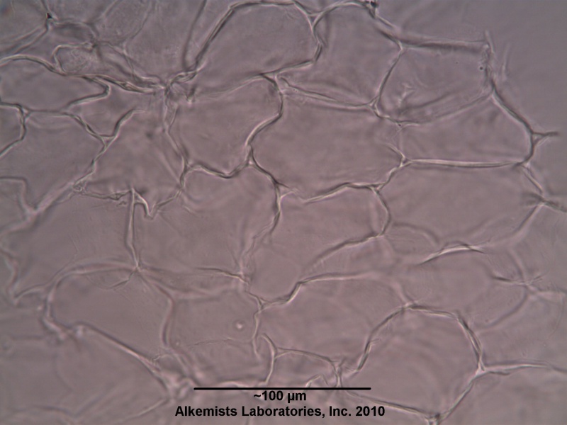 File:Allium sativum L. -Liliaceae- thin walled parenchyma showing intercellular spaces.jpg