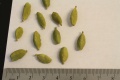 Elettaria cardamomum Fruits.JPG
