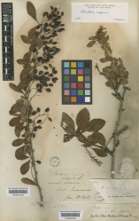 Berberis vulgaris Kew imageBarcode=K000644796 275681.jpg