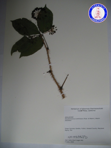 File:Eleutherococcus senticosus NF19505JD A0432.jpg