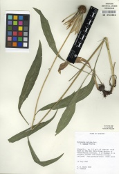 Echinacea pallida Tropicos 89104.jpg