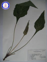 Echinacea purpurea (1) KA3502NSF1 A0104.jpg