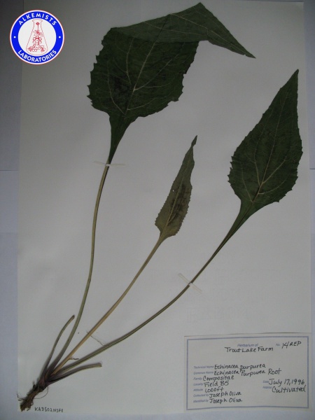 File:Echinacea purpurea (1) KA3502NSF1 A0104.jpg