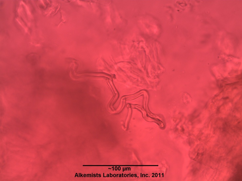 File:Hibiscus-1 Alkemist Laboratories.jpg