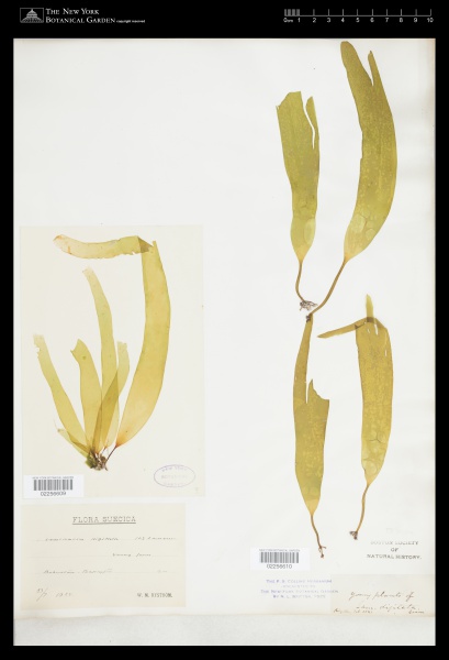 File:Laminaria digitata (Huds.) J.V.Lamour. - Starr - 02256609.jpg