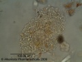 Epimedium grandiflorum-1.jpg