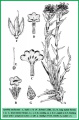 Arnebia euchroma Tropicos 100165539.jpg
