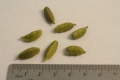 Elettaria cardamomum Fruits 2.JPG