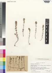 Euphrasia officinalis Kew imageBarcode=K000195686 98404.jpg