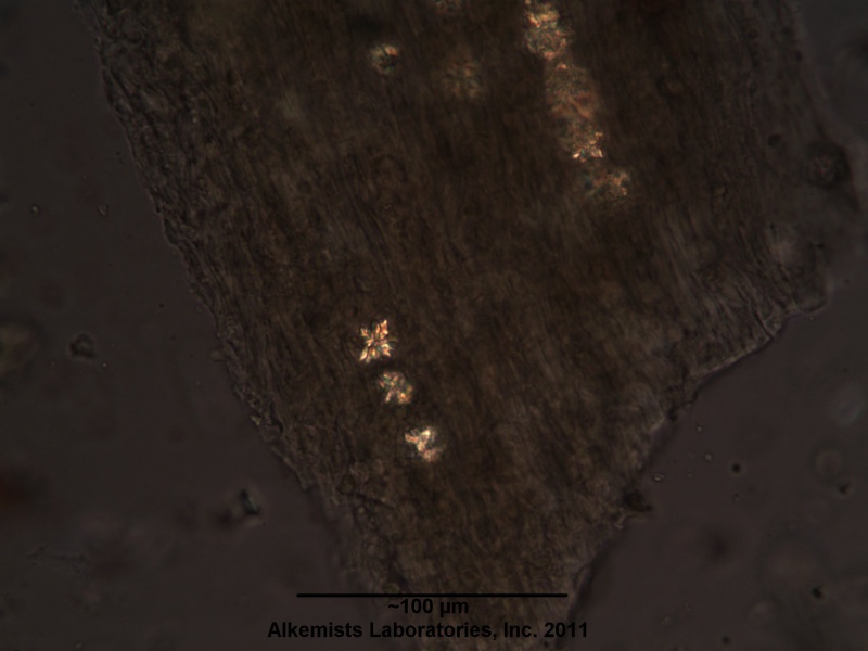 File:Passiflora incarnata-2 - Alkemist Laboratories.jpg