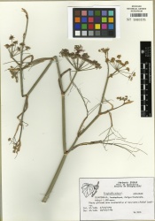 Pimpinella anisum Tropicos 100003124 (S).jpg