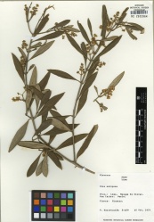 Olea europaea Tropicos 100000992.jpg