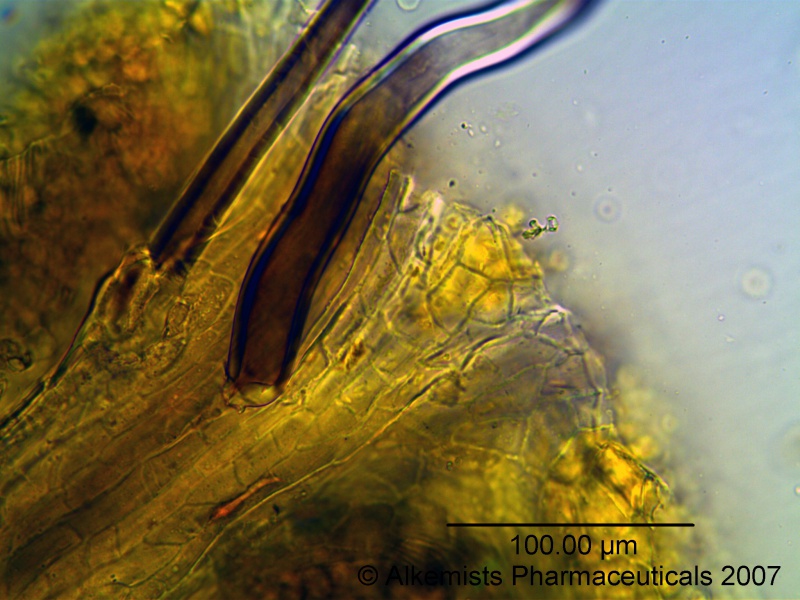 File:Hawthorn Alkemist Laboratories.jpg