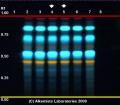 Ilex paraguariensis - Alkemists Laboratories.jpg