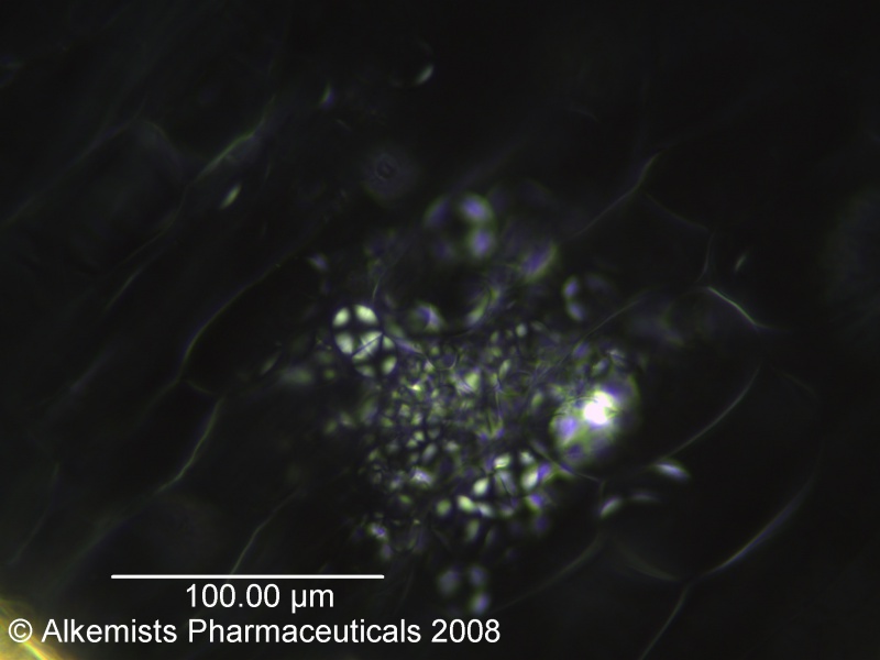 File:Manihot esculenta-1 - Alkemist Laboratories.jpg