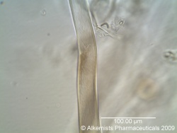 Artemisia absinthium L. -Asteraceae--2.jpg