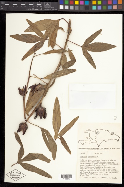 File:Hibiscus sabdariffa L. - Starr - 01439579.jpg