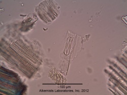 Hordeum-1 Alkemist Laboratories.jpg