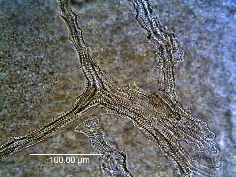 File:Bacopa moniera-2.jpg