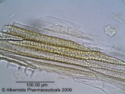 Barberry Bark Whole - Alkemist Laboratories.jpg