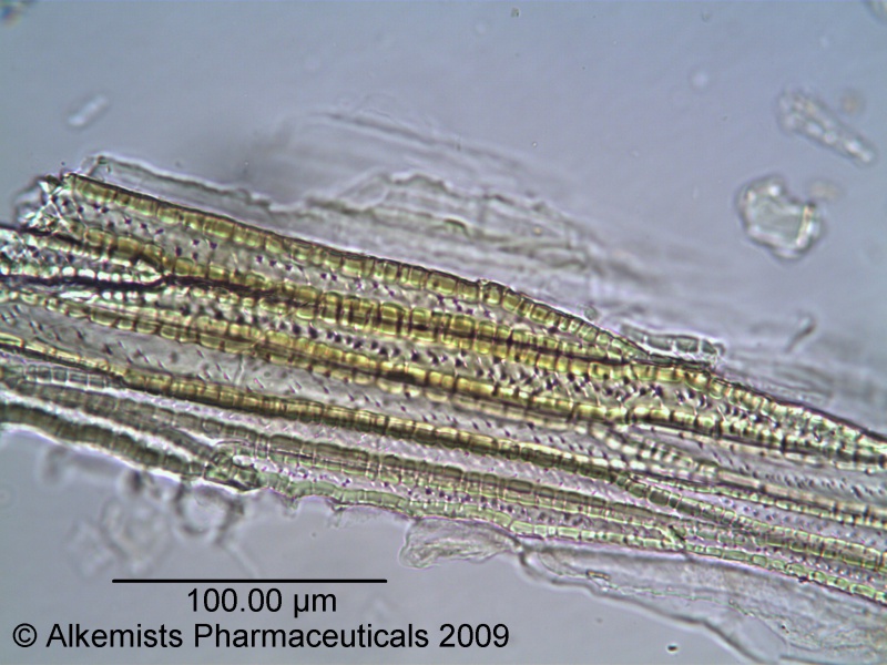 File:Barberry Bark Whole - Alkemist Laboratories.jpg