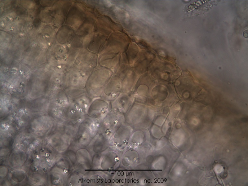 File:Cuminum cyminum - Alkemist Laboratories.jpg