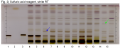 Paeonia spp-Sulfuric acid reagent, white RT-hptclc-association.png