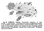 Microanalysis powdered vegetable p 257 google ver camboge figure.PNG