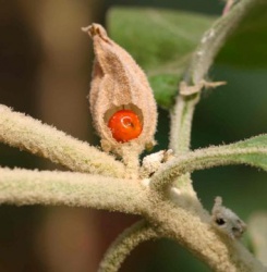 Withania somnifera - EOL - Ripe Fruit.jpg