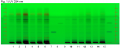 Peumus boldus-UV 254 nm-hptclc-association.png