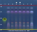 Foeniculum vulgare - Alkemists Laboratories.jpg