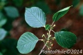 PlantaPhile - 588.jpg