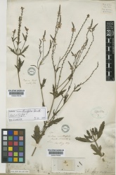 Verbena officinalis Kew barcode=K000470569 173777.jpg