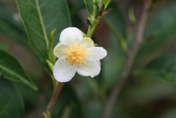 Camellia sinensis - EOL - Flower, Sun Moon Lake, central Taiwan (March 2009) 28819 orig.jpg