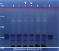 Phyllanthus emblica - Alkemists Laboratories2.jpg