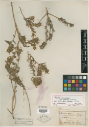 Arnebia decumbens var. erecta Kuntze - Starr - 00334951.jpg