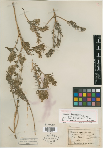 File:Arnebia decumbens var. erecta Kuntze - Starr - 00334951.jpg