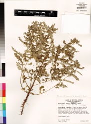 Phyllanthus amarus Tropicos 71034 (S).jpg