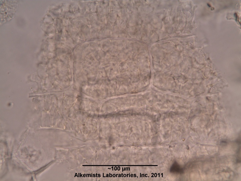 File:Alkemists Valeriana officinalis L. -Valerianaceae--2.jpg