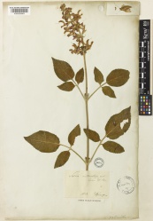 Salvia miltiorrhiza Kew barcode=K000929863 603323.jpg