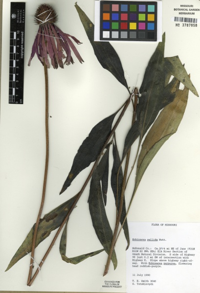 File:Echinacea pallida Tropicos 89110.jpg