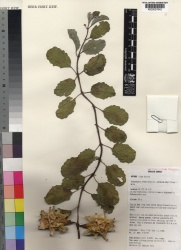 Harpagophytum zeyheri subsp. sublobatum Kew imageBarcode=K000057642 180054.jpg