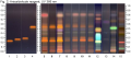 Zingiber officinale-uv366nm-hptlc-association.png